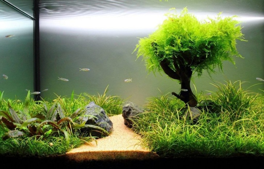 aquarium plants